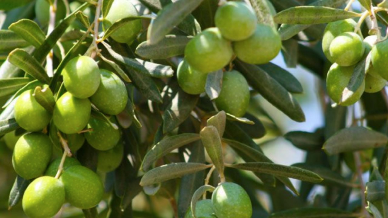 Gaziantep'in İslahiye ilçesinde 6 bin tonu aşkın zeytin rekoltesi bekleniyor