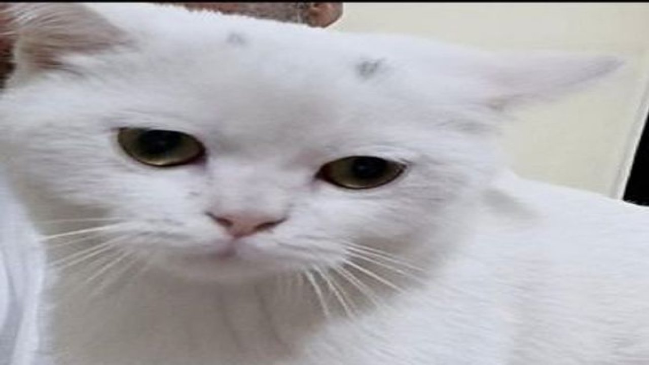 Gaziantep görev yapan Doktor Ünal,kaybolan kedisini arıyor