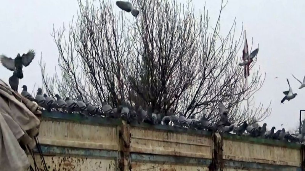 Aç kalan güvercinler buğday kamyonlarını mesken tuttu