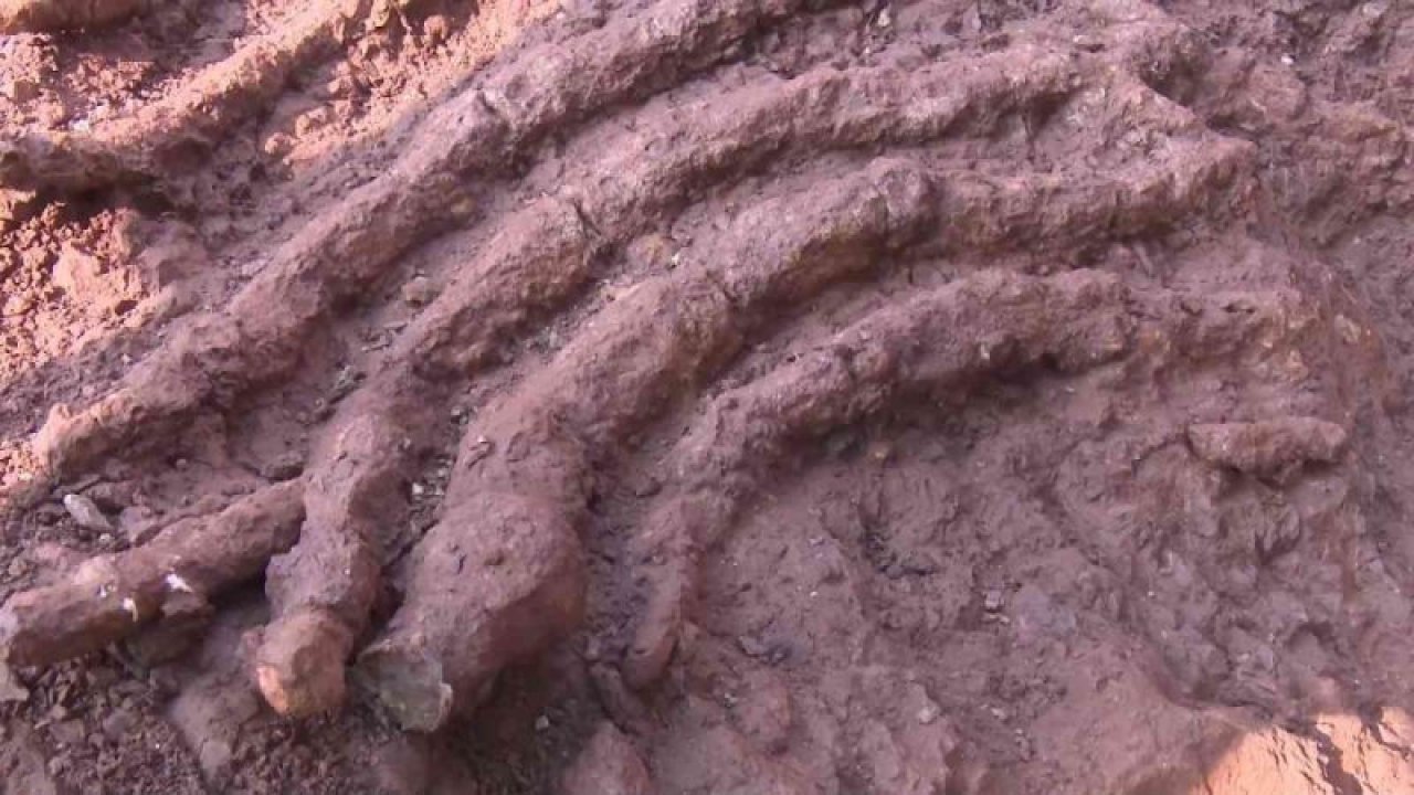 Çin’de dinozor fosilleri bulundu