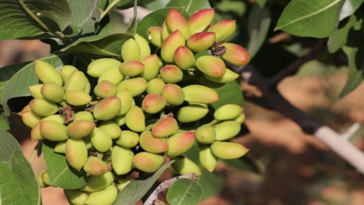 Antep Fıstığı Fidanı Kaç Yılda Meyve Verir?