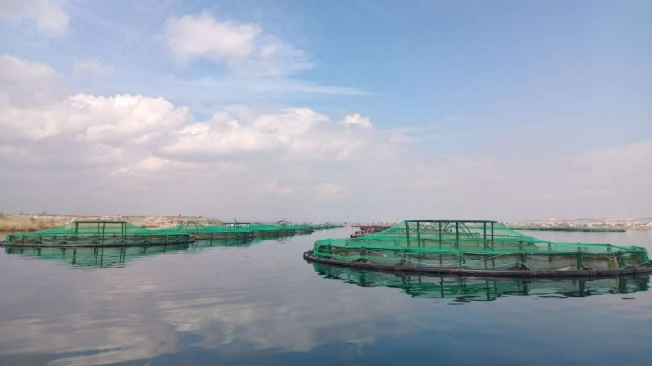 Gaziantep'ten dünyaya Türk somonu