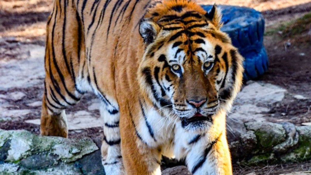 Gaziantep Hayvanat Bahçesi'nin hedefi 6 milyon ziyaretçi