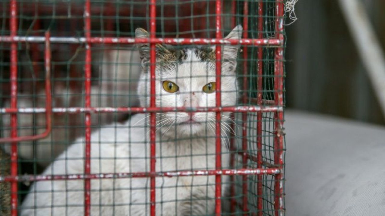 Gaziantep ve çevre illerde Enkazdan kurtarılan "can dostlar" sıcak yuva arıyor... VİDEO HABER