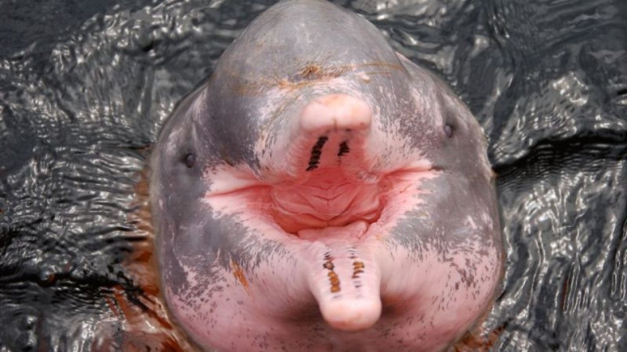 28 Yaşındaki Talihsiz Kadın, Yunus Tarafından Feci Şekilde Dövüldü ve Isırıldı!