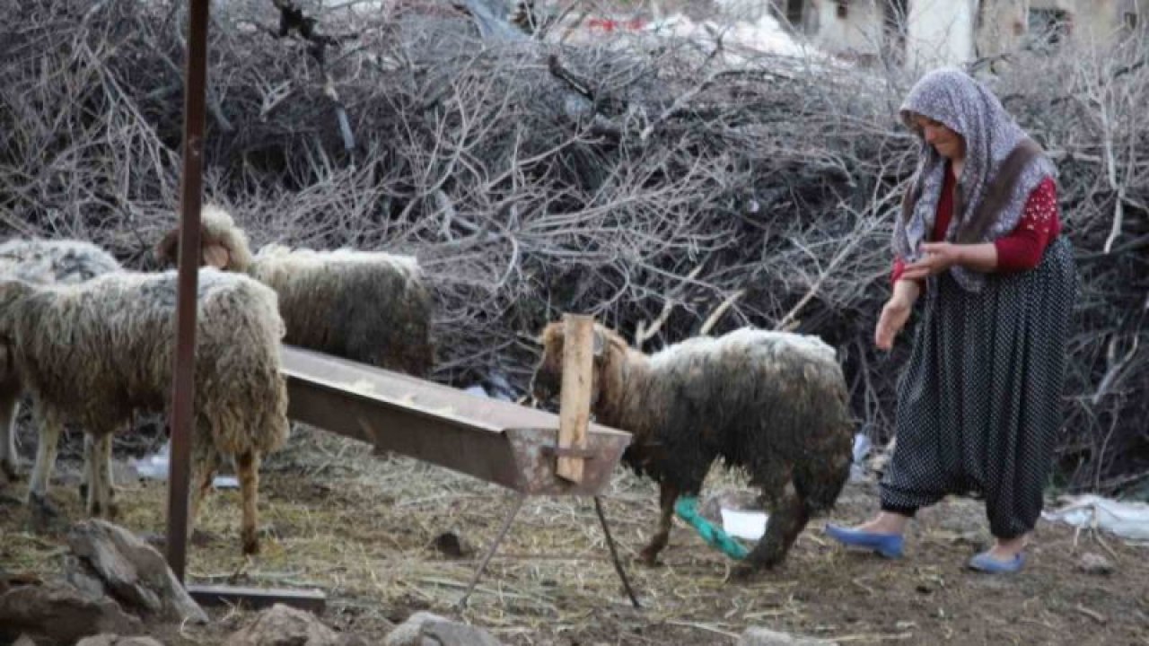 Nurdağı’nda 605 saat sonra 5 koyun sağ çıkarıldı