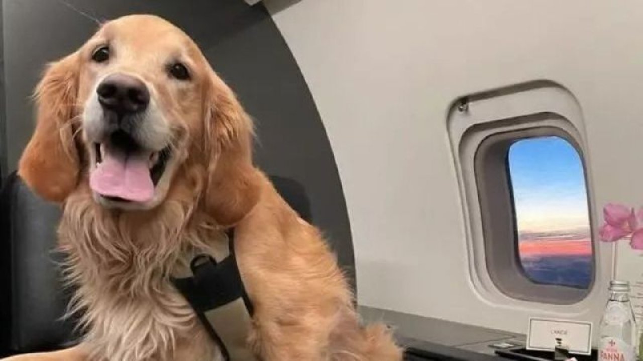 Kahraman Köpeklere Birinci Sınıf Uçuş! THY, Yurt Dışından Gelen Arama Kurtarma Ekiplerinin Köpeklerine Jest Yaptı!