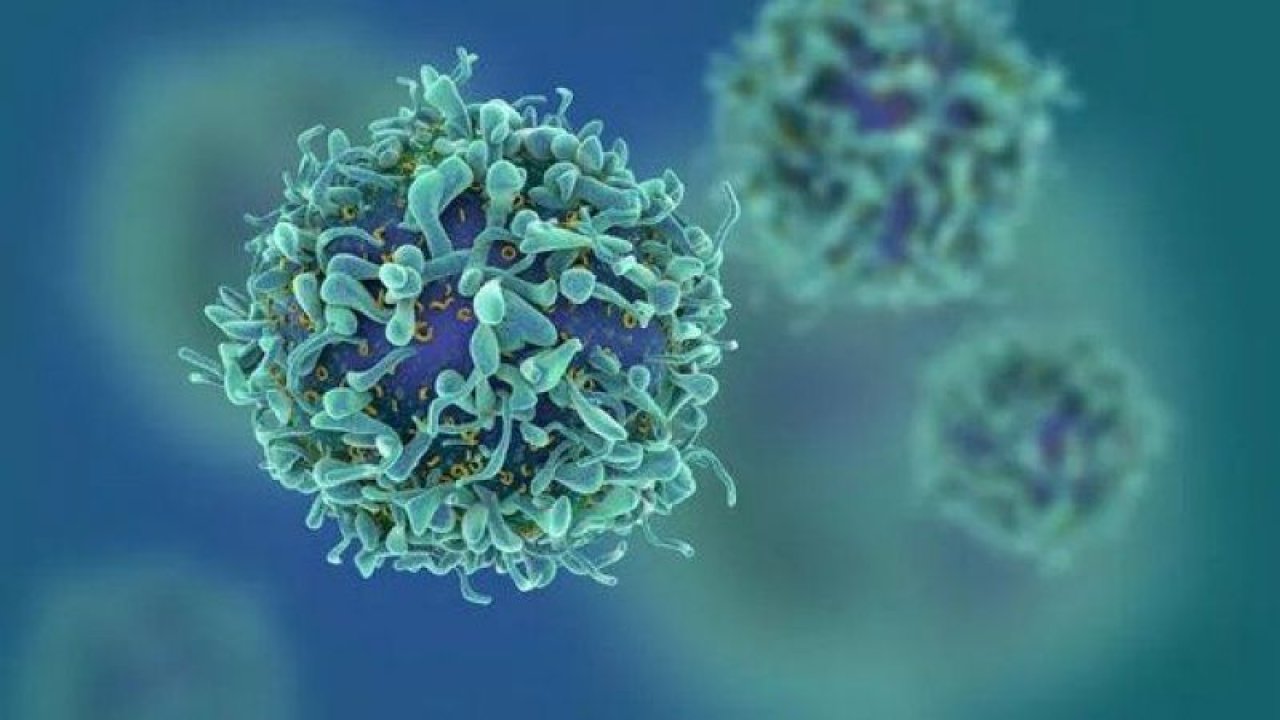 H1N1 Domuz Gribinin En Önemli Belirtisi Nedir? Bu İllet Hayatınızı Zehire Çevirebilir: Bu Ortamlardan Uzak Durun!