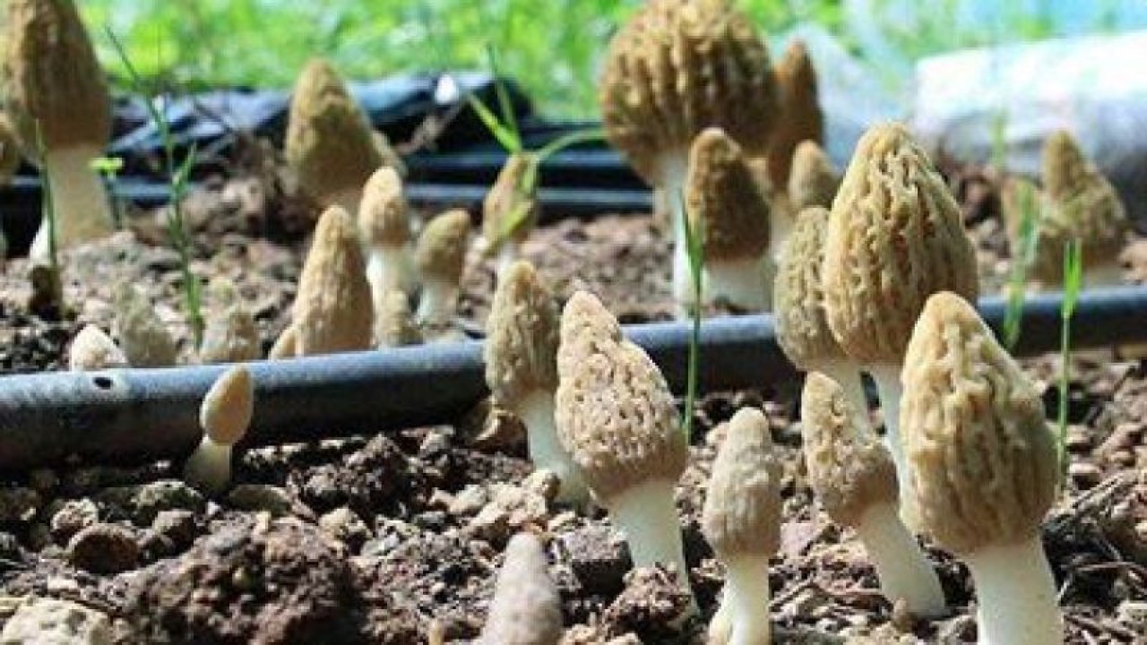 Kuzugöbeği Mantarının Fiyatı Dudak Uçuklattı! Geçim Kaynağı Olan Kuzugöbeğinin Kilogram Fiyatı Bin Liraya Yaklaştı!