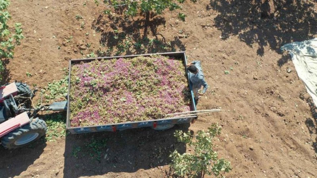 Antep Fıstığı Ağaçları Sular Altında Kaldı! Çiftçiler, Yetkililere Seslerini Duyurmaya Çalıştı!