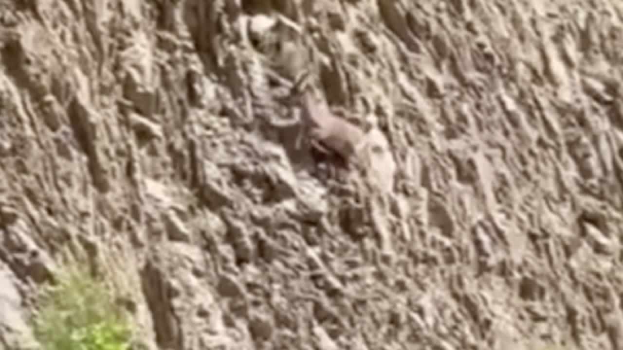 Dağ keçisi köpeklerin saldırısına uğradı