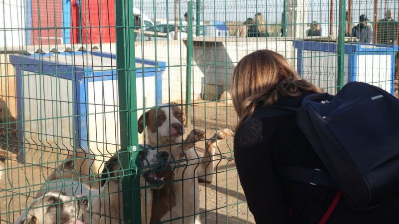 Gaziantep'te DEPREMDEN SONRA! Barınakta yaralı ve sakat hayvanlara sahip çıkılıyor