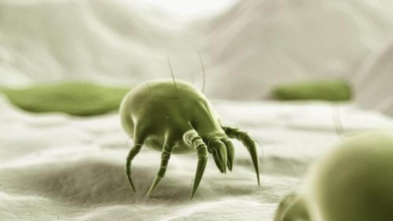 Havaların Isınması İle Ortaya Çıkacaklar! Rahat Bir Uyku İçin Akarlardan Kurtulmanın Yolu!