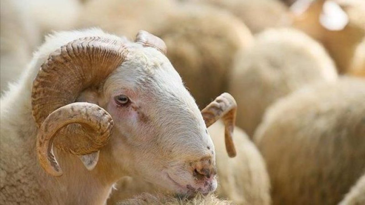 Kurban Bayramı Tarihi Belli Oldu! Yaz Aylarına Denk Gelen Kurban Bayramı’nın İlk Günü 28 Haziran!