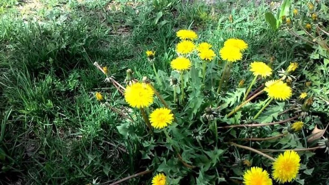 48 Saatte Kanser Hücresini Yok Ediyor! Bilim Dünyasının Keşfettiği O Besin!