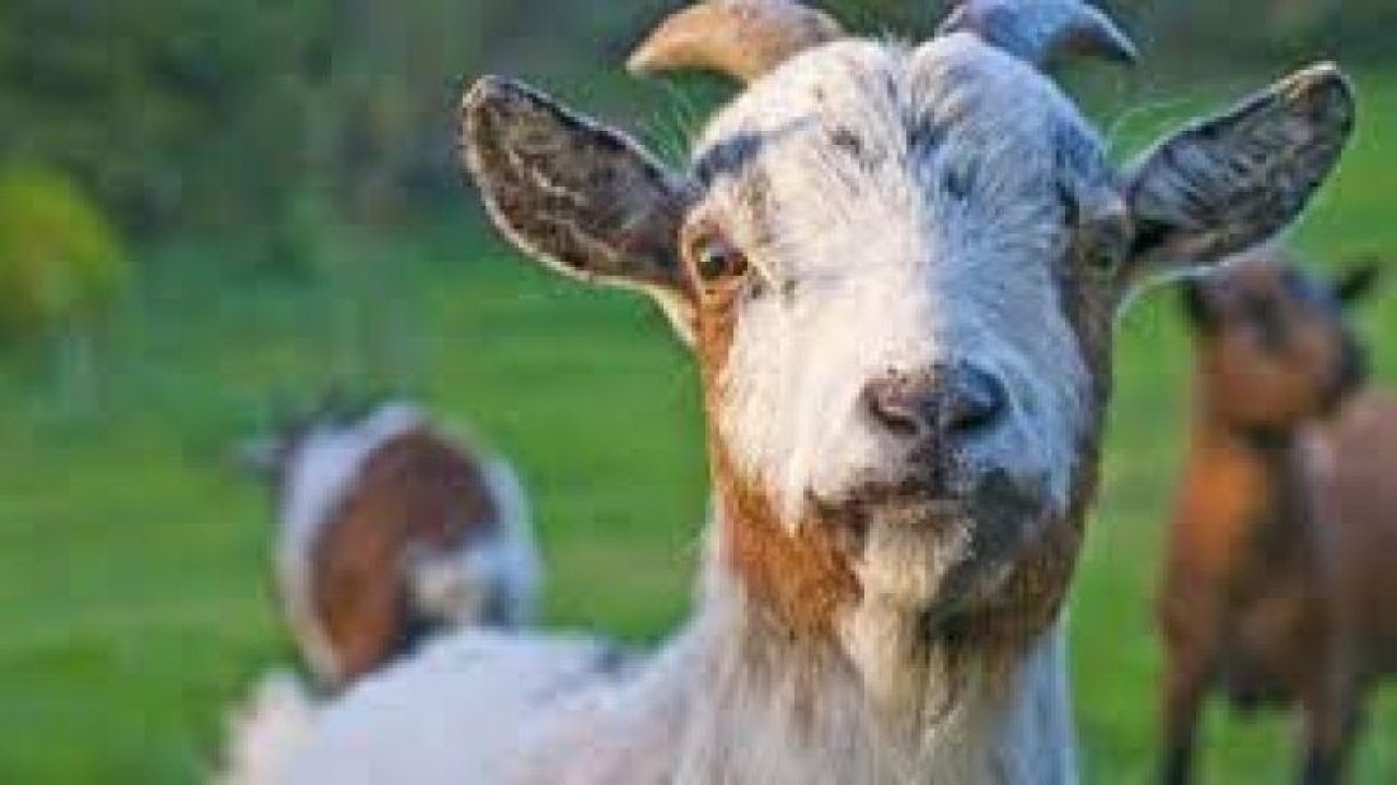 Rüyada Oğlak Görmek Ne Anlama Gelir, Neye İşarettir? Anlamı, Yorumu