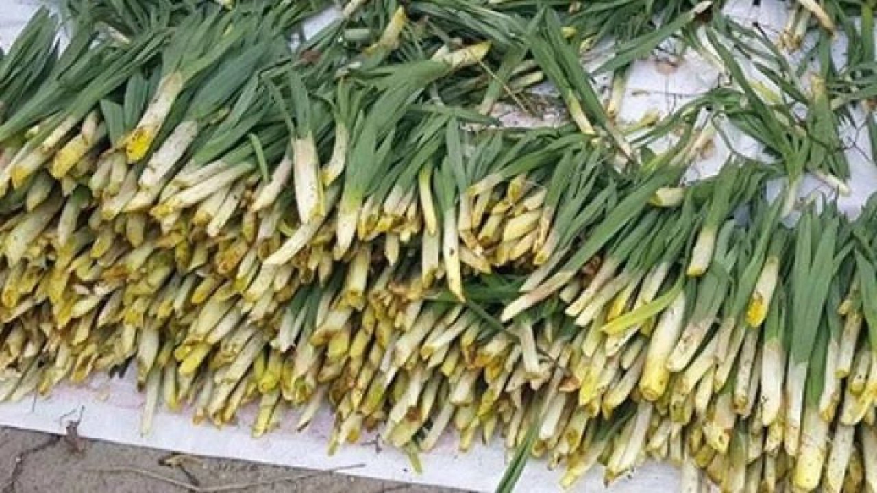 Bağırsak Sorunu Yaşayanlar İçin Doğal Tedavi! Çiriş Otu Tezgahlarda Yerini Aldı!