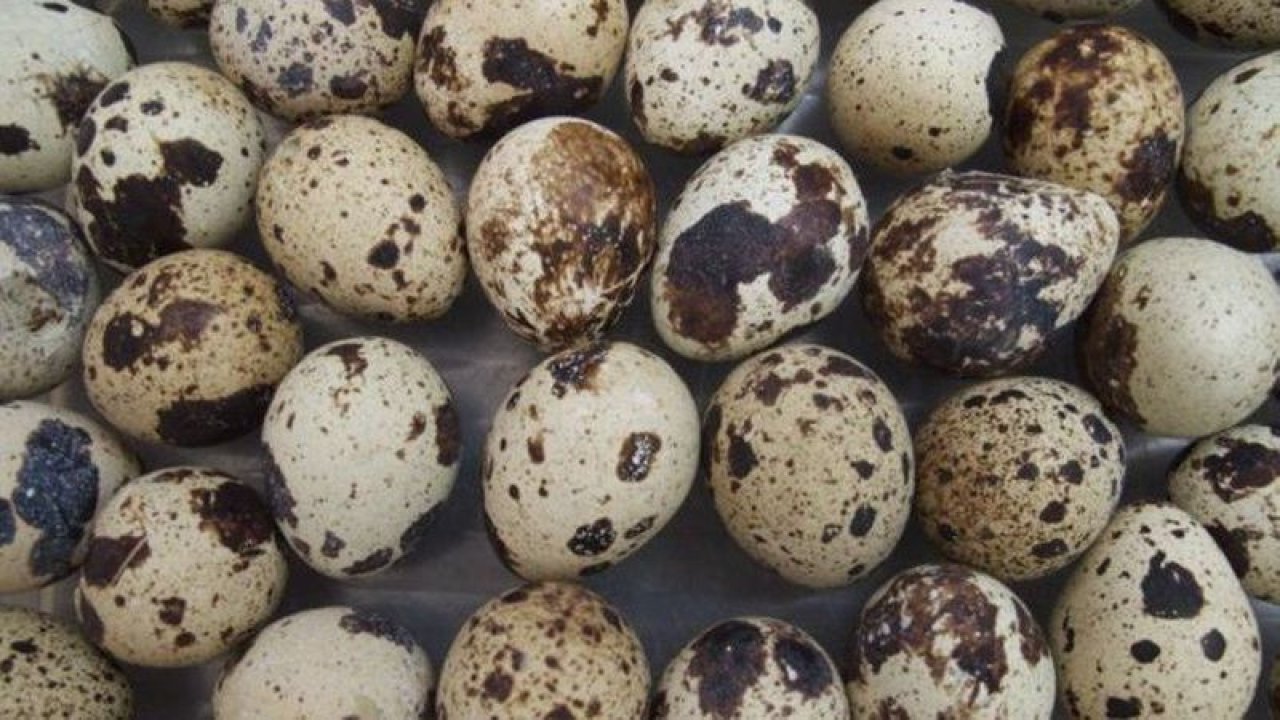 Bıldırcın yumurtası ile vücudunuza iyi bakın! Yüksek tansiyondan kurtaran bıldırcın yumurtasının tüm faydaları!