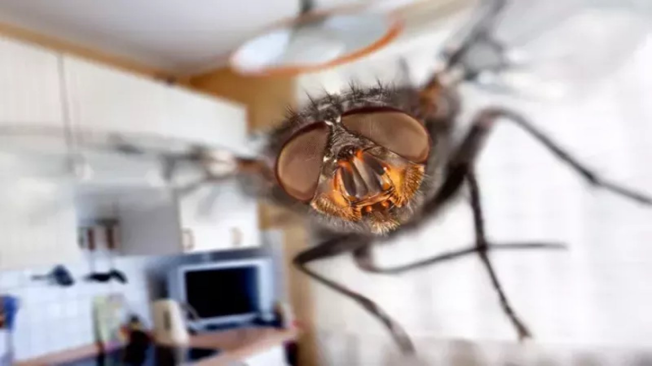 Bahar Aylarının Gelmesiyle Ortaya Çıkmaya Başlayan Sinekler İçin Çözüm Yolu! Bu Karışım İle Kimyasal Ürüne Gerek Kalmayacak!