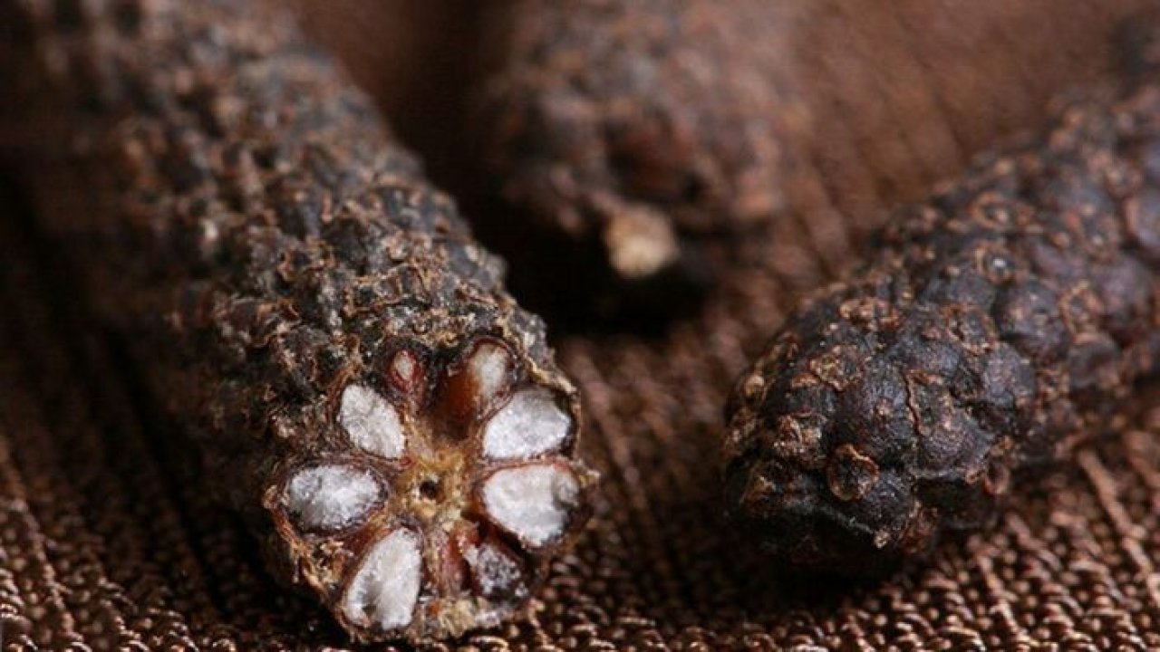 Kaliteli cinsellik için tüm kuvveti içinde gizliyor! Doğu Hindistan’ın yerel baharatı Osmanlı’da yeşerdi!