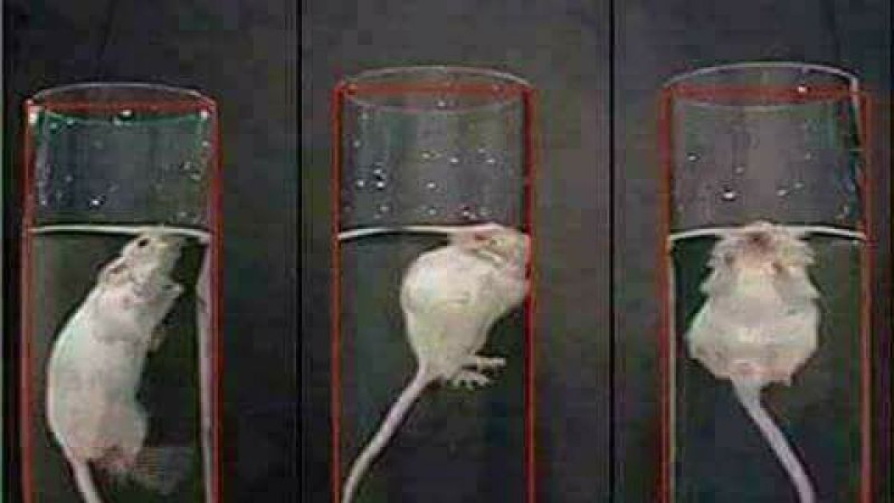 İsviçreli Bilim İnsanlarından İlginç Bir Çalışma! Artık Farelerin Neler Gördüğü Öğrenilebilecek!