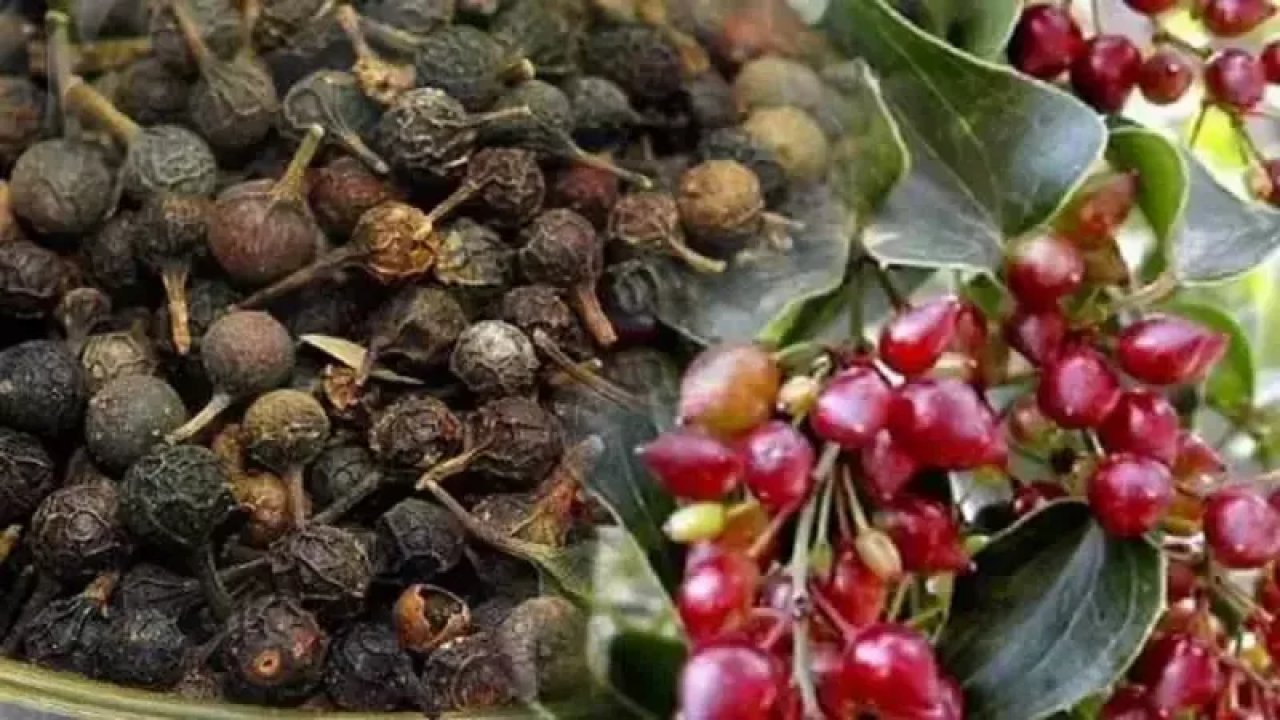Ağız Kokusu Sorunu İçin Kebabe Otu! Bu Bitki İle Birçok Sağlık Sorunu Ortadan Kalkacak!