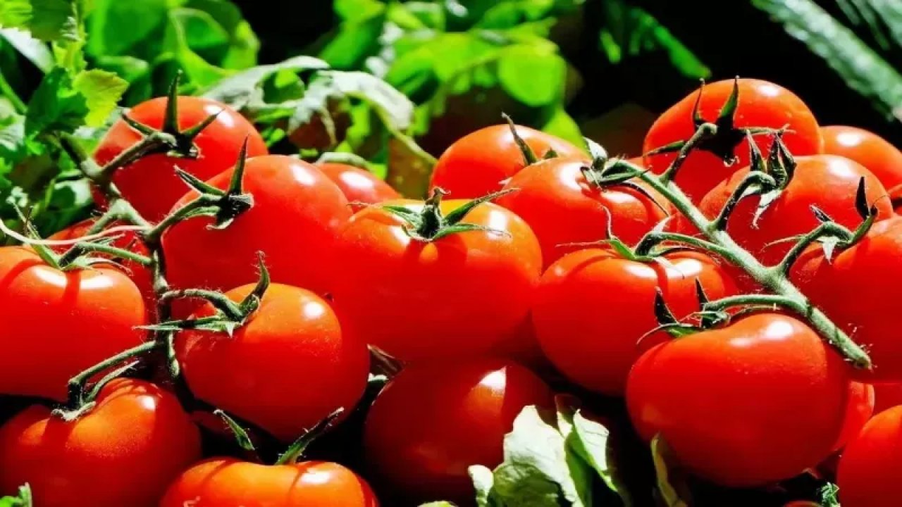 Tansiyon Düzenlemeden, Bağırsak Sorunlarına Kadar Yararı Var! Domatesin Etkileri!