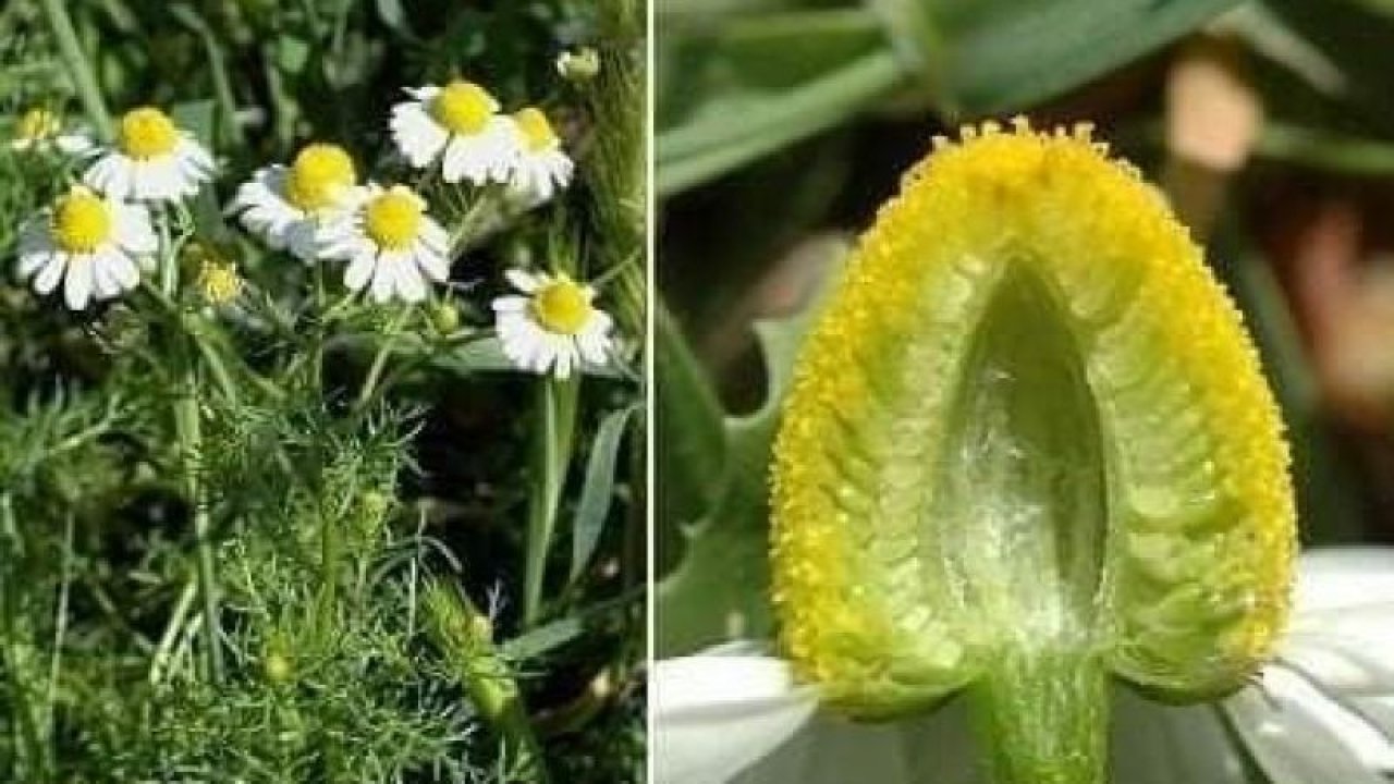 Uzmanlar uyardı, her papatya şifalı değildir