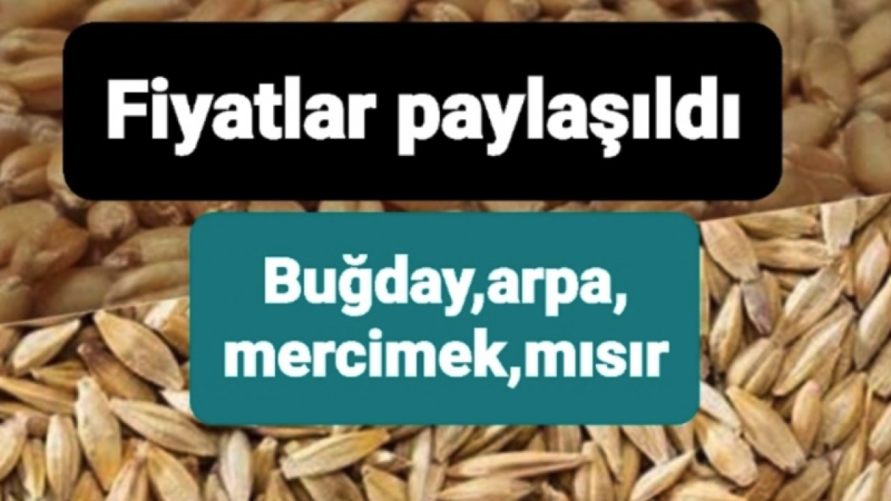 Gaziantep Ticaret Borsası 16 Mayıs 2023 Salı, Buğday, Mercimek, Mısır ve Arpa Fiyatlarını açıkladı