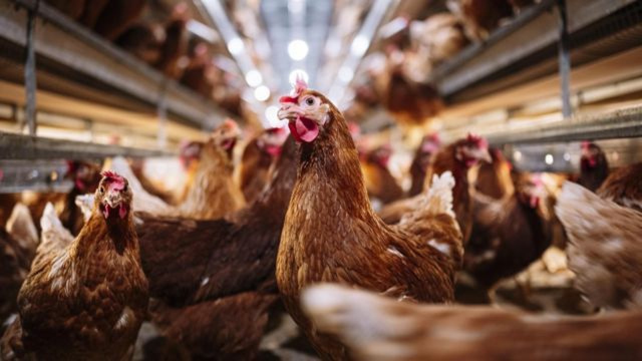 İngiltere'de kuş gribi salgını endişesi başladı: İki kişide görüldü!