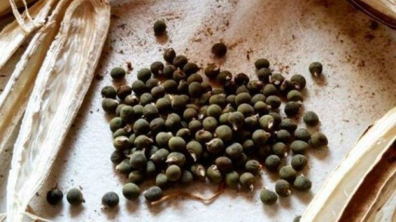 Bir Türlü Geçmeyen Vücut Yorgunluğu İçin Şifa Oluyor! Bamya Tohumundaki Mucize!