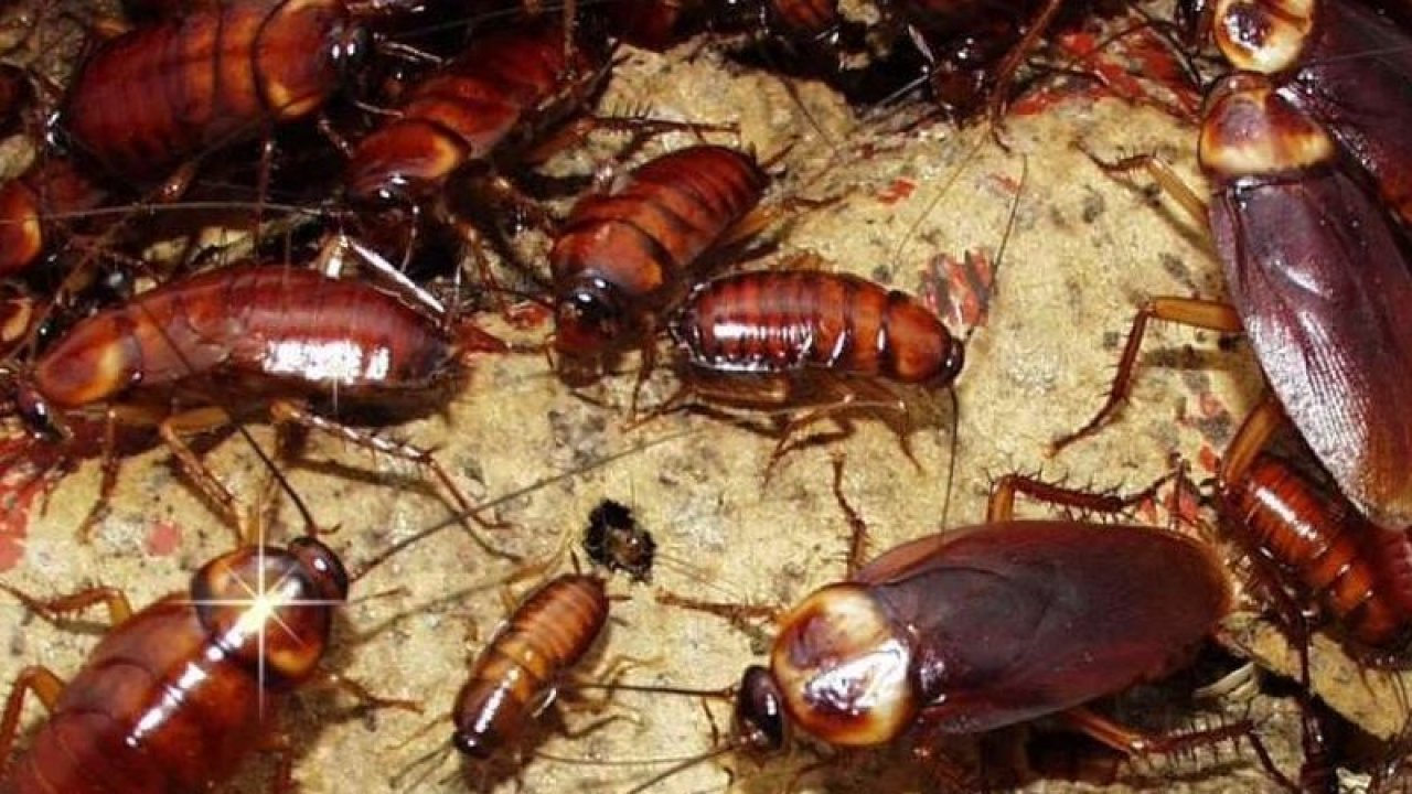 Hamam böceği ile mücadelede en etkili yöntemleri sıraladık!