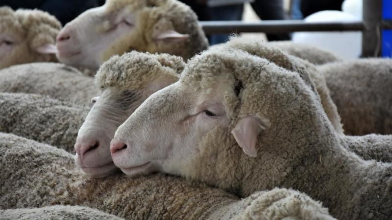 Kurban Bayramı hazırlıkları başladı: 2023 yılındaki kurban kesim bedeli belli oldu, Diyanet İşleri Başkanı Ali Erbaş açıkladı
