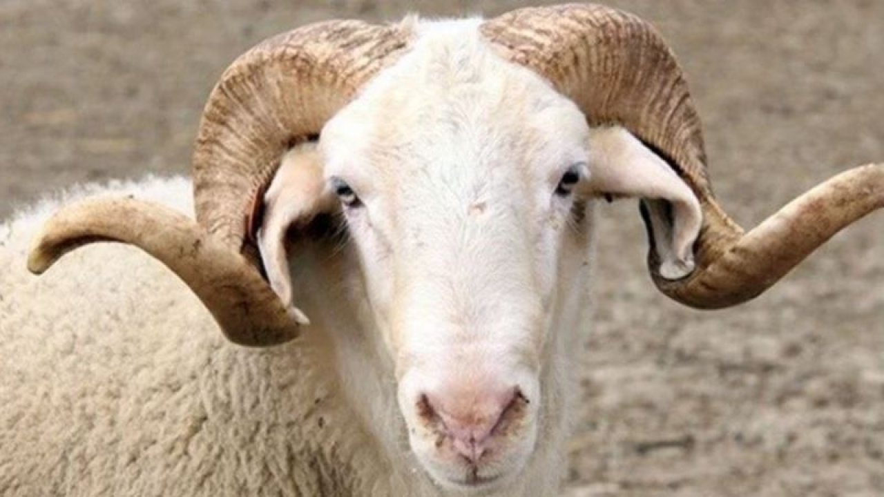 Kurban fiyatları aldı başını gitti! Bu haberi okumadan sakın almayın...