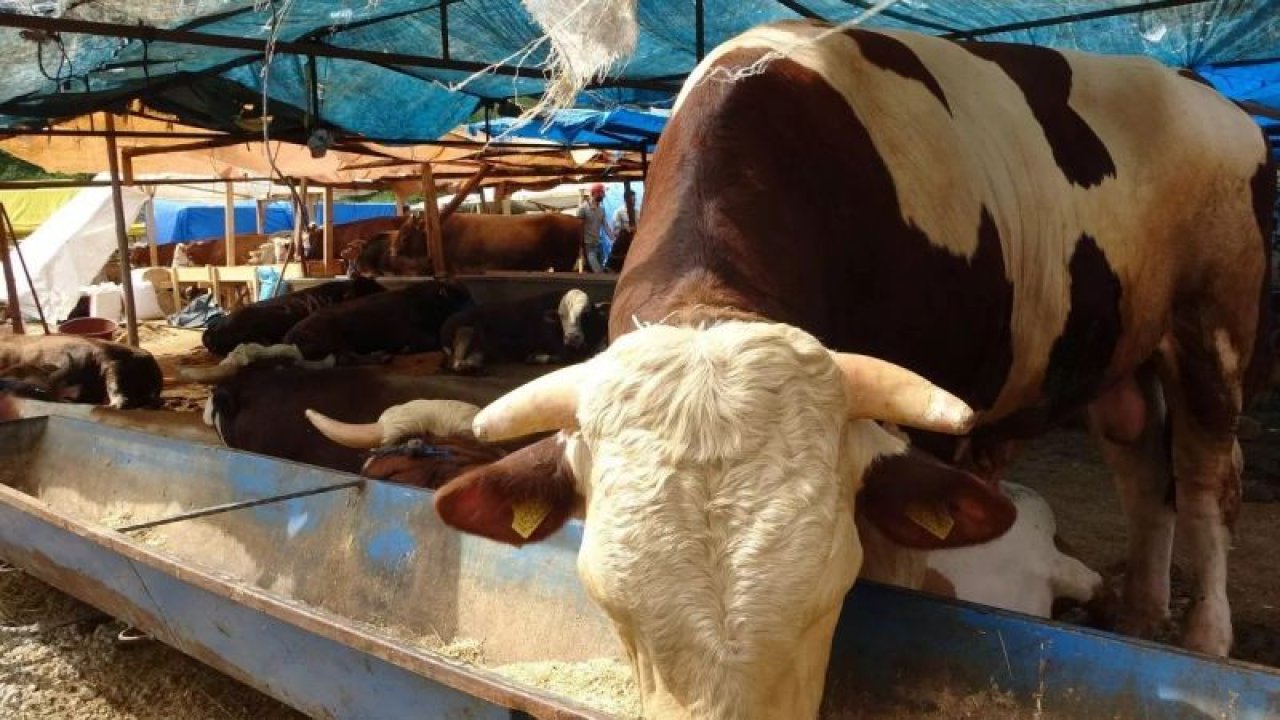 Kurban fiyatları dudak uçuklattı! Geçen yıl 46 bin lira olan dana için bu yıl 150 bin lira isteniliyor!