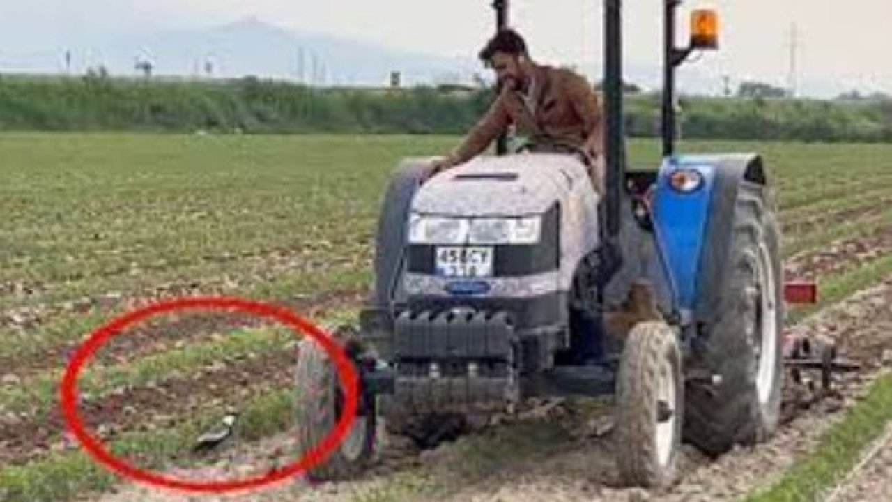 Ne de olsa anne! Yavruları için traktörün önüne atlayan kuş görenleri duygulandırdı...