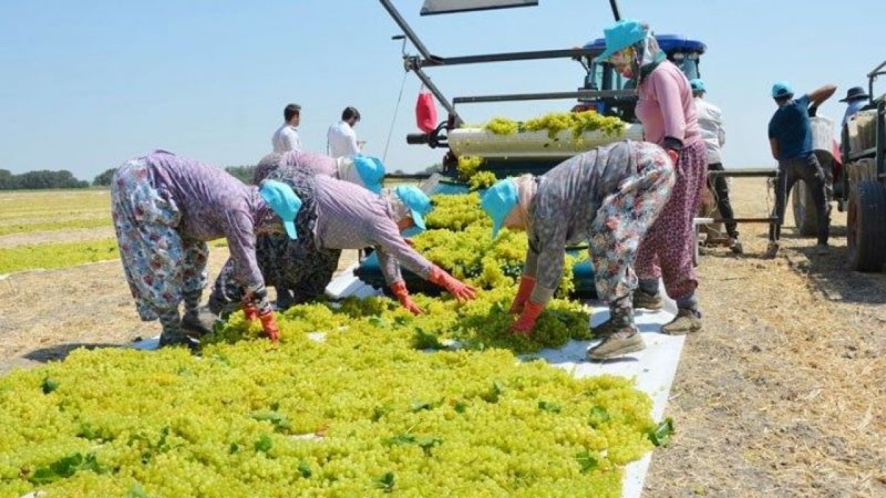 Çiftçiler için büyük müjde açıklandı: Destek ödemeleri bugün yatırıldı! Çiftçi destek ödemesi başvurusu…