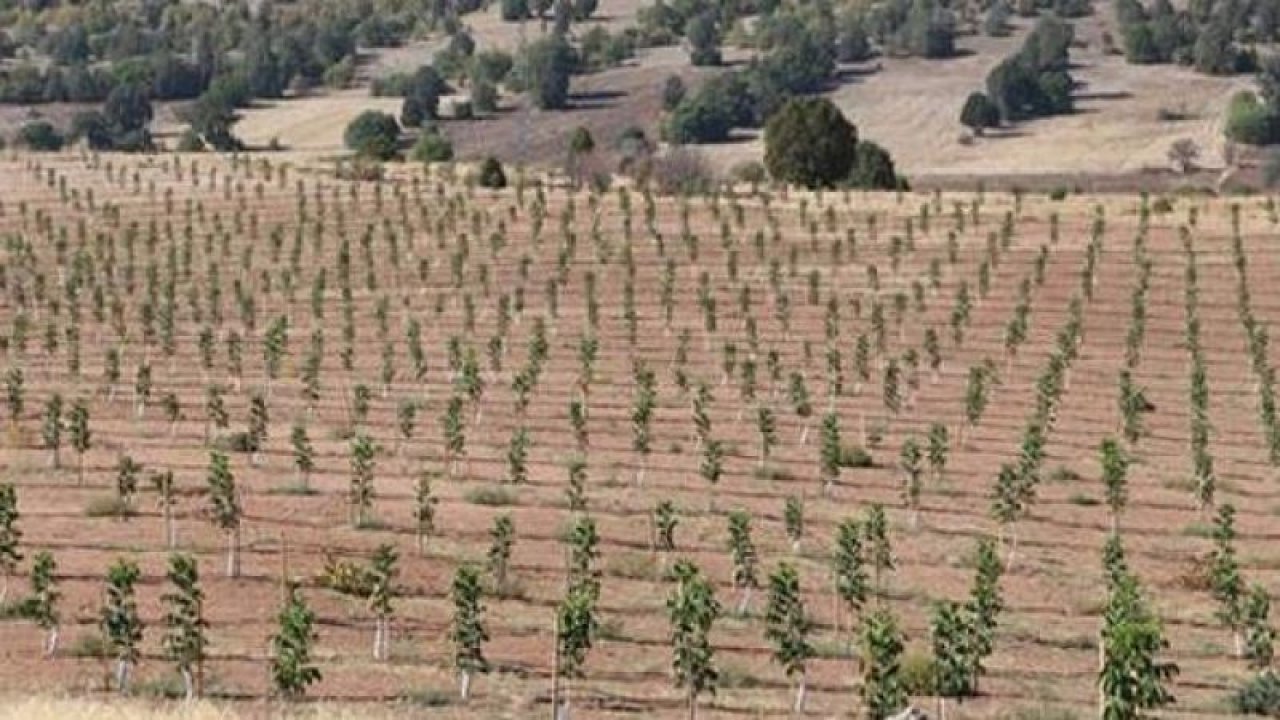 Devlet destekli hibeler devam ediyor! Ceviz yetiştiriciliğine hibe desteği ne kadar? 2023 ceviz yetiştiriciliği hibe şartları neler?