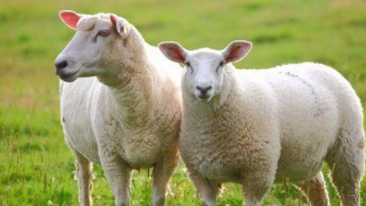 Gaziantep kurbanlık fiyatları netleşti! Büyükbaş ve küçükbaş kurbanlık fiyatları ne kadar oldu?