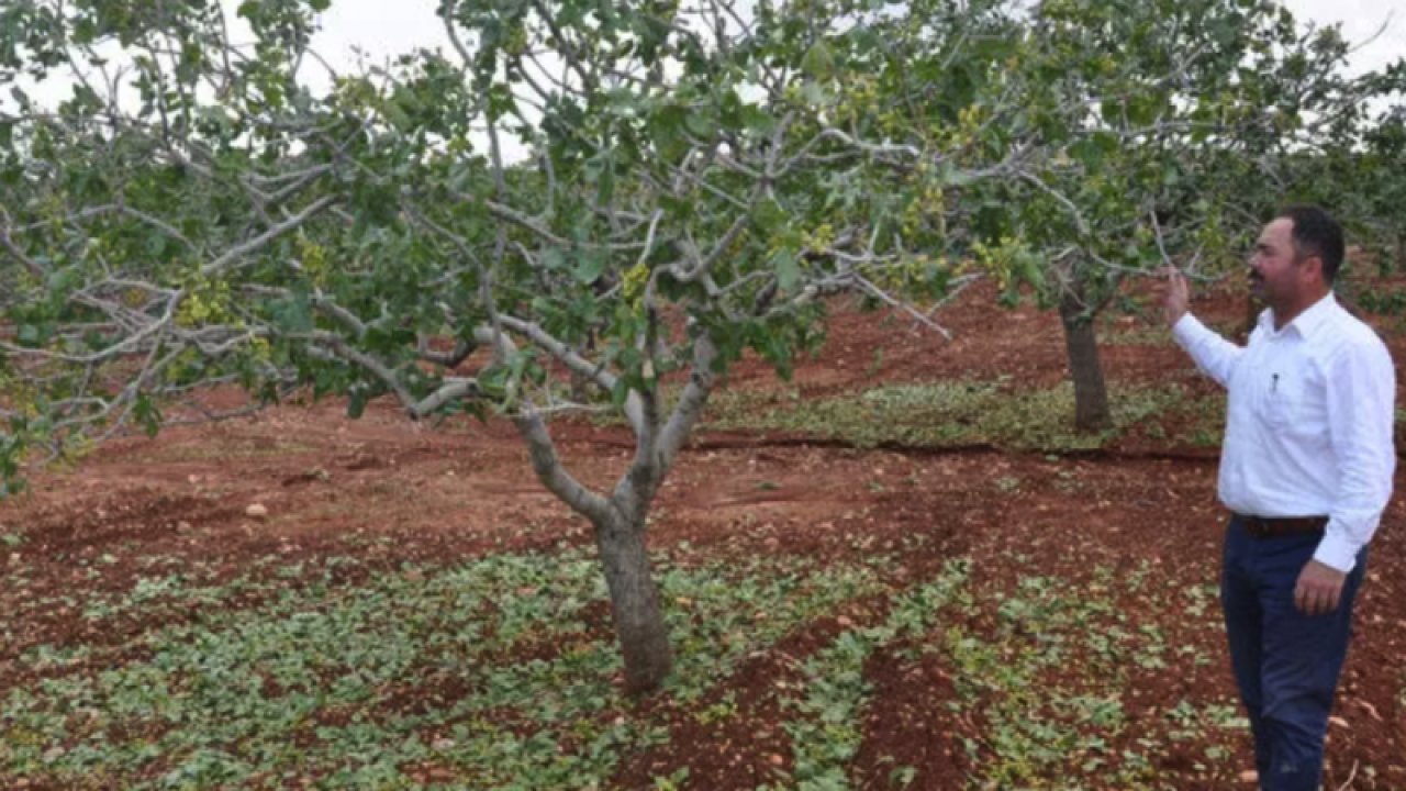 Antep FISTIĞI'NI Sel, dolu, don VURDU! Antep fıstığında bu sene kötü bir hasat bekleniyor.