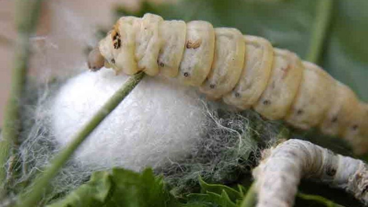 İpek böceği yetiştiriciliği nedir, nasıl yapılır? İpek böceği yetiştiriciliğinde devlet desteği var mı?