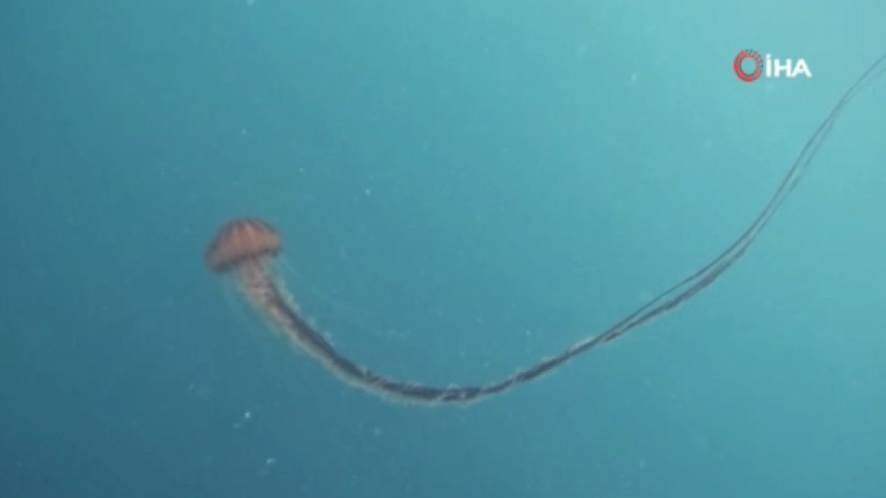 Marmara Denizi'nde yüzmeyi düşünenler dikkat! “4 metre boyundaki Pusula denizanaları çok zehirlidir”