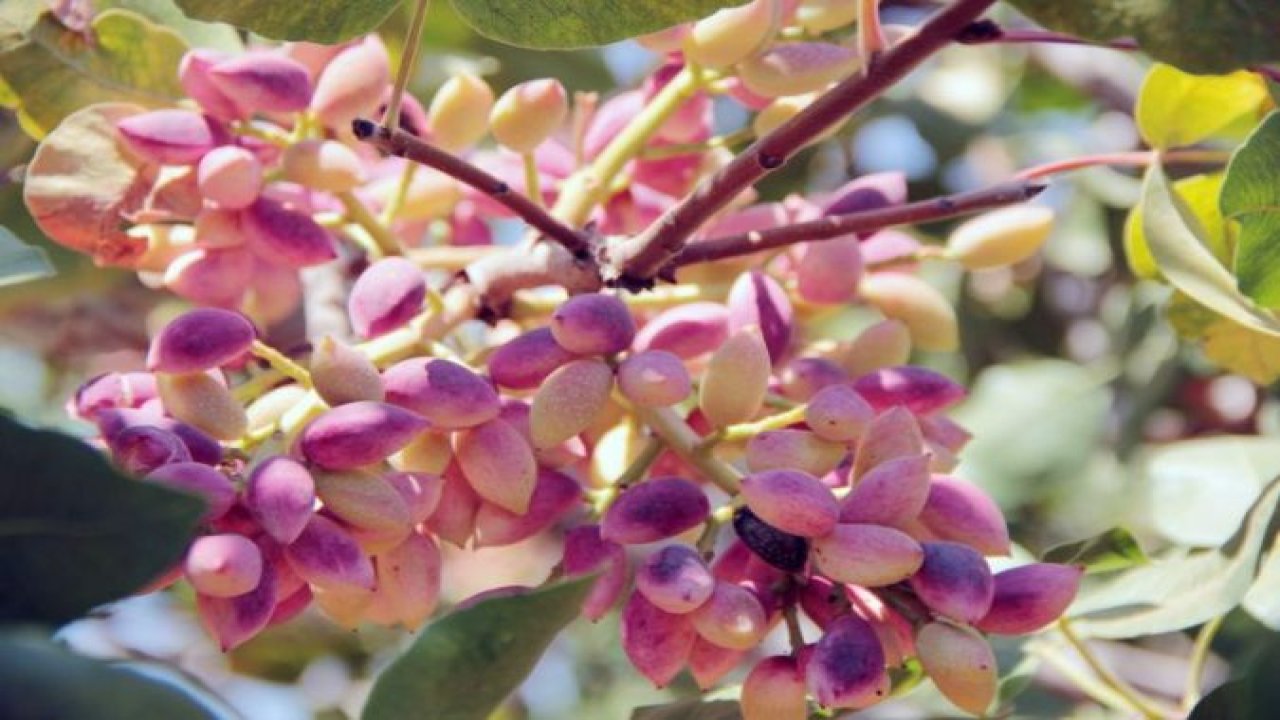 Fıstık üreticisi ürün desteği istiyor