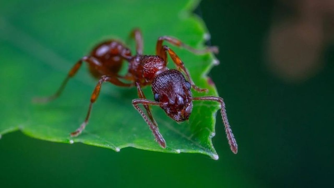 Bugüne kadar nasıl aklımıza gelmedi ki! Karıncalara karşı kesin çözüm getirecek çok basit yöntem