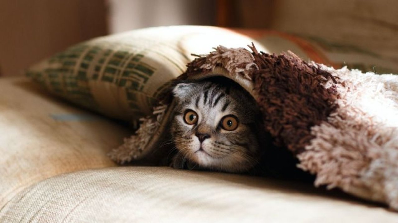 Kedi dostu 3 burç! Kedilerin en çok sevdiği ve sahiplendiği burçlar açıklandı