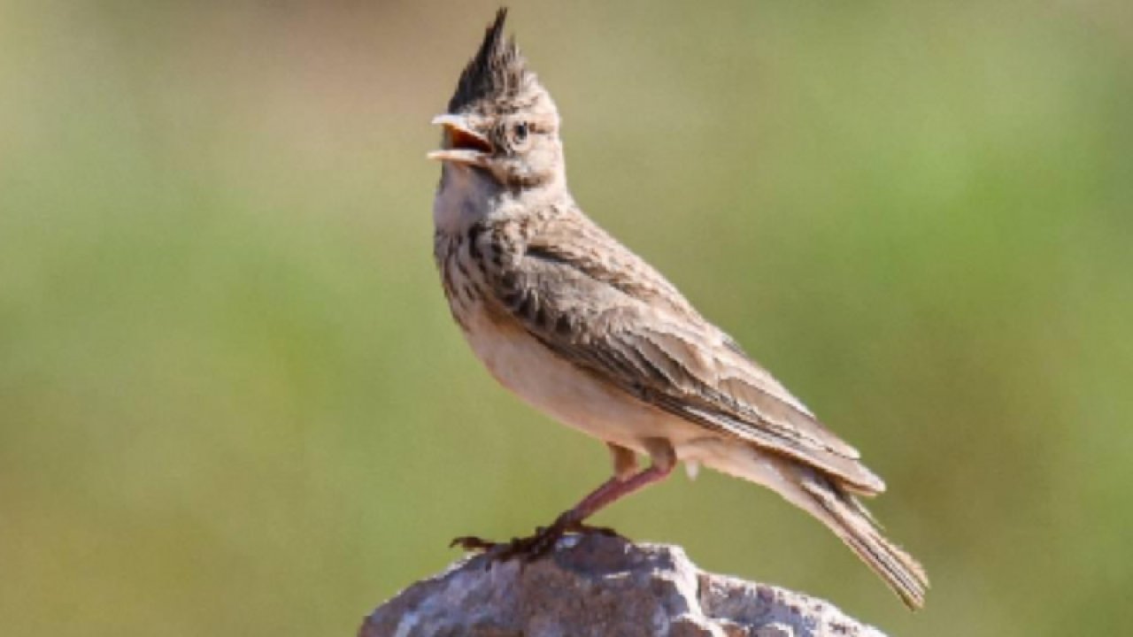 Gaziantep Fotoğraf Sanatı Derneği (GAFSAD) üyeleri, nadir görülen kuş türlerinden "çölkoşarı"nı fotoğraflamayı başardı.
