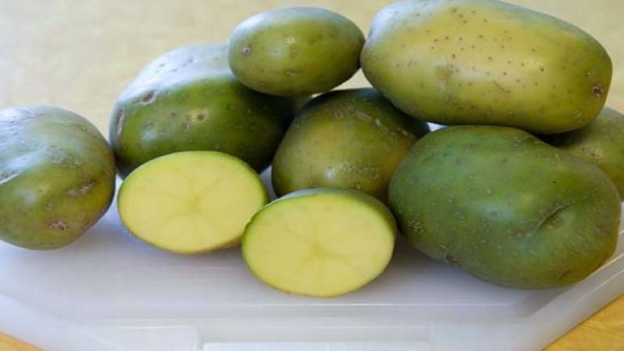 Patates zehirlenmeleri arttı! Yeşillenen patates sadece bu yöntemle aylarca bozulmadan saklanabiliyor!