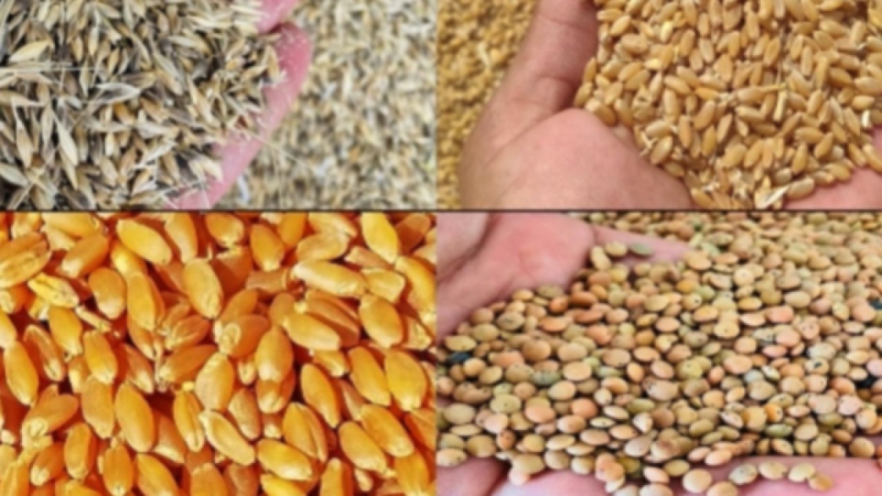 Gaziantep Ticaret Borsası 5 Temmuz 2023 Çarşamba Mercimek, Buğday, Arpa Ve Mısır Fiyatlarını Açıkladı