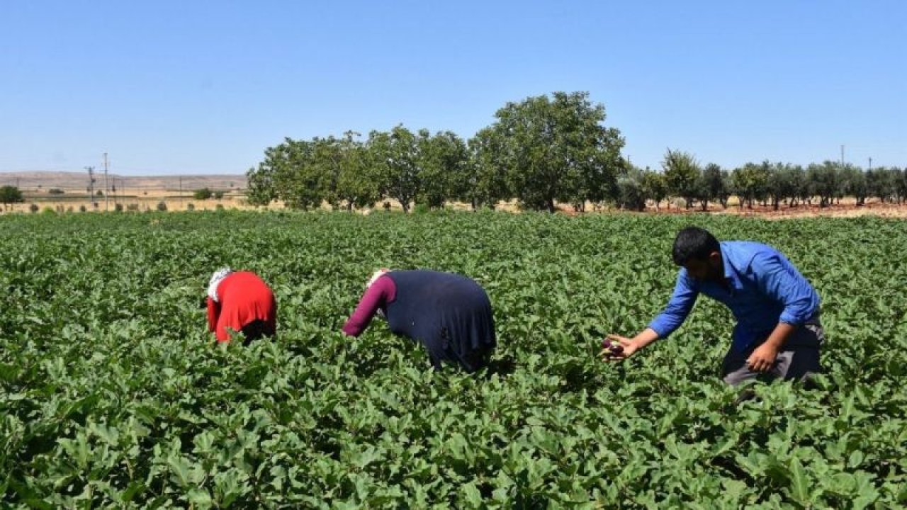 Gaziantepli depremzede çiftçiler toprakla hayata tutunuyor