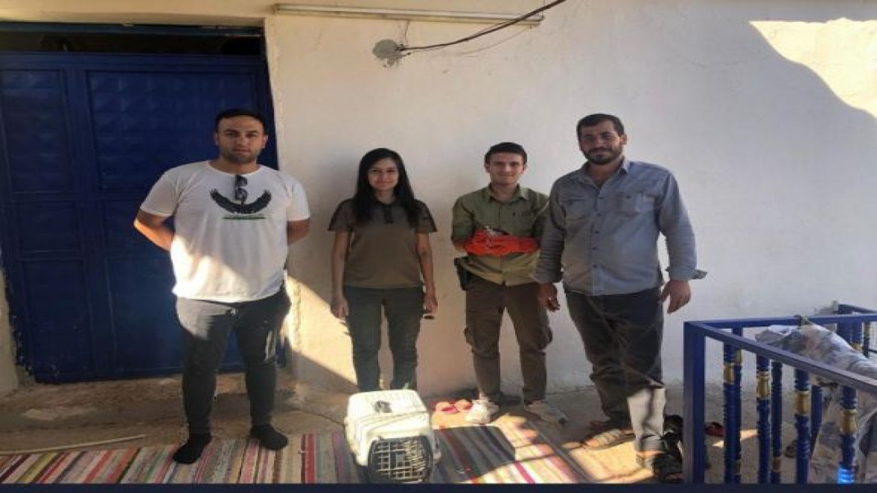Şanlıurfa'da yaralı bulunan gökdoğan tedavi altına alındı